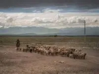 رکوردشکنی آگهی استخدام چوپان در چین
