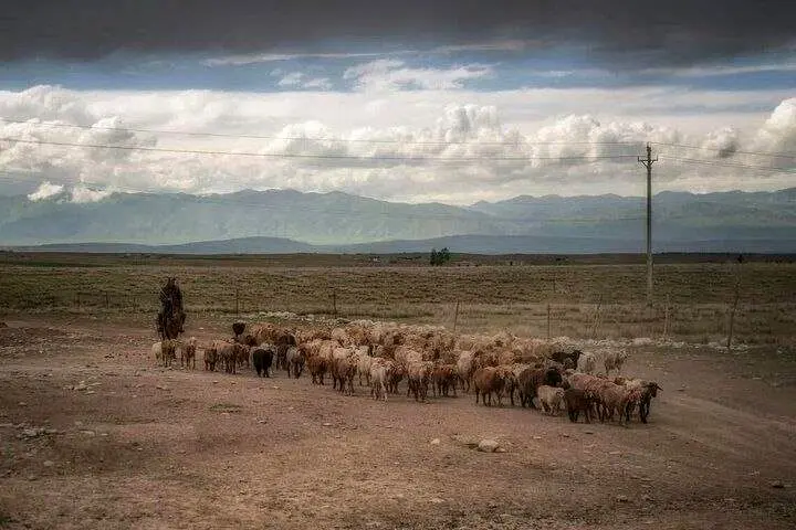 رکوردشکنی آگهی استخدام چوپان در چین