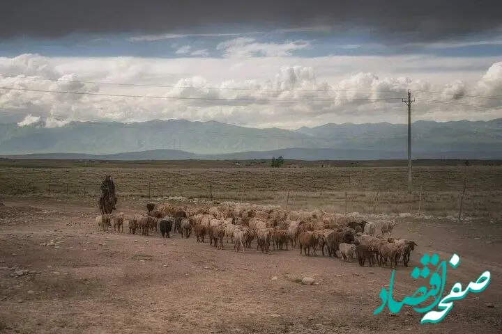 رکوردشکنی آگهی استخدام چوپان در چین