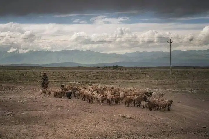 رکوردشکنی آگهی استخدام چوپان در چین