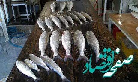 قیمت ماهی امروز شنبه ۱۱ آذرماه ۱۴۰۲ + قیمت ماهی 
قزل آلا امروز 