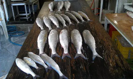 قیمت ماهی امروز شنبه ۱۱ آذرماه ۱۴۰۲ + قیمت ماهی 
قزل آلا امروز 