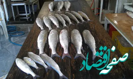 قیمت ماهی امروز شنبه ۱۱ آذرماه ۱۴۰۲ + قیمت ماهی 
قزل آلا امروز 